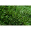 (3m x 1.8m) Best Artificial Conifer Leaf Screening Hedging 7