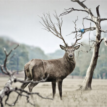 Stag Blank Any Occasion Greeting Card Second Nature Gallery Cards