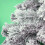 (Snowy) The Christmas Workshop 6ft Pre-Lit Christmas Trees 3