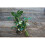 (1) Best Artificial Mistletoe Sprig 1