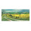 Jo Grundy (Canola Fields) 1