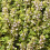 Gardeners Dream Potted Herbs - Thyme Common (8cm) 6