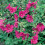 Gardeners Dream Lavatera clementii Burgundy Wine (9cm) 6