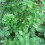 Gardeners Dream Potted Herbs - Lovage Common (8cm) 7