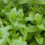Gardeners Dream Potted Herbs - Mint English Lamb (8cm) 6