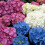 Gardeners Dream Hydrangea macrophylla Mixed Colours (9cm, 3 Pack) 6
