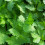 Gardeners Dream Potted Herbs - Parsley Flat (8cm) 6