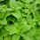 Gardeners Dream Potted Herbs - Lemon Balm (8cm) 6