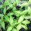 Gardeners Dream Potted Herbs - Coriander Vietnamese (8cm) 7