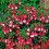 Gardeners Dream Fuchsia Lady Thumb (9cm) 6