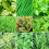Gardeners Dream Herb Mix (9cm, 6 Pack) 4