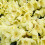 Gardeners Dream Rhododendron Wren (9cm) 8