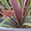 Gardeners Dream Cordyline australis Can Can (9cm) 8