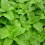 Gardeners Dream Potted Herbs - Mint Lemon (8cm) 6