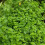 Gardeners Dream Potted Herbs - Marjoram Compact (8cm) 6