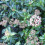 Gardeners Dream Viburnum tinus Eve Price (9cm) 5