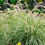 Gardeners Dream Pennisetum setaceum Sky Rocket (9cm) 8