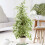 Gardeners Dream Ficus benjamina Starlight (12cm) V3 6