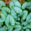Gardeners Dream Brunnera macrophylla Jack Frost (9cm) 8