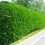 Gardeners Dream Leylandii Green (9cm, 1 Plant) 6