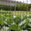 (Poultry/Fruit Netting 1m x 10m Pack) Poultry / Fruit Netting 1