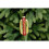 Christmas Tree Glass Bauble : 10cm Hotdog 2