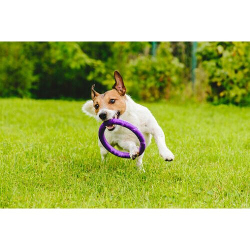 Johnsons Tuff Grass Grass Lawn Seed Hardwearing Dog Patch Resistance 2