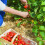 Gardeners Dream (5) Strawberry 'Marshmello' Fast Growing Bare Root Garden Bush Fruit Plants 3