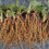 Gardeners Dream (5) Strawberry 'Marshmello' Fast Growing Bare Root Garden Bush Fruit Plants 8