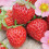 Gardeners Dream (5) Strawberry 'Marshmello' Fast Growing Bare Root Garden Bush Fruit Plants 4