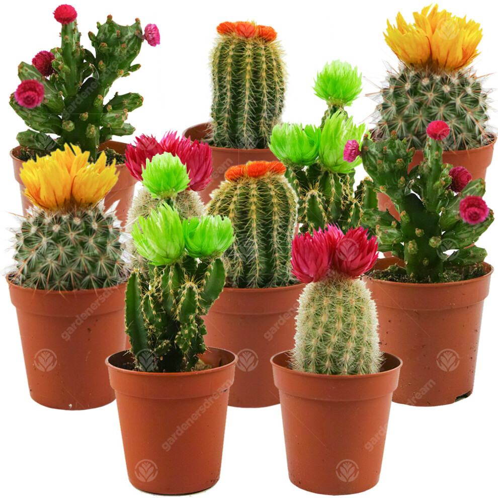 (10) Mini Disco Cactus Mix House / Office Indoor 5.5Cm Pot Small Gift Plant