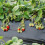 Gardeners Dream (5) Strawberry 'Marshmello' Fast Growing Bare Root Garden Bush Fruit Plants 5