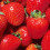 Gardeners Dream (5) Strawberry 'Marshmello' Fast Growing Bare Root Garden Bush Fruit Plants 1