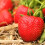 Gardeners Dream (5) Strawberry 'Marshmello' Fast Growing Bare Root Garden Bush Fruit Plants 6