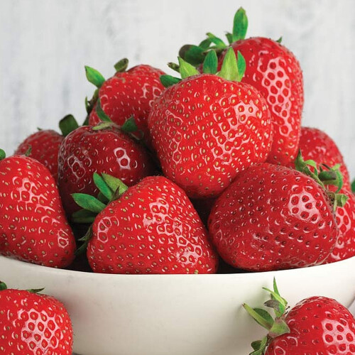 Gardeners Dream (5) Strawberry 'Marshmello' Fast Growing Bare Root Garden Bush Fruit Plants 1
