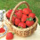 Gardeners Dream (5) Strawberry 'Marshmello' Fast Growing Bare Root Garden Bush Fruit Plants 7