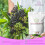 Elderberry Sambucus 5:1 Extract 1000mg 60 Tablets - Immune System 4