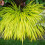 Gardeners Dream Hakonechloa macra All Gold (9cm) 2