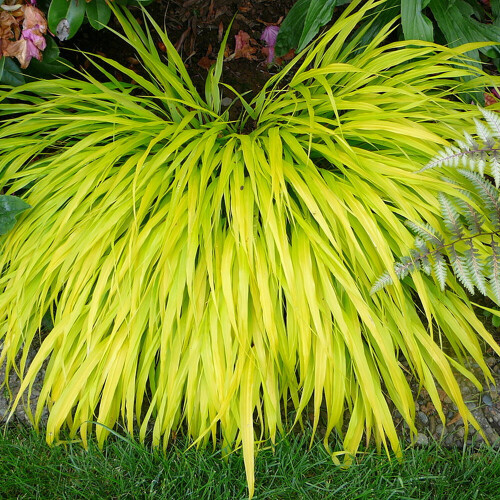 Gardeners Dream Hakonechloa macra All Gold (9cm) 1