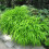 Gardeners Dream Hakonechloa macra All Gold (9cm) 3