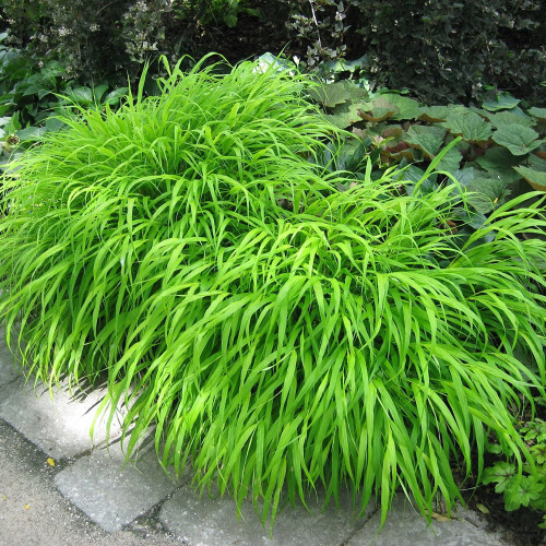 Gardeners Dream Hakonechloa macra All Gold (9cm) 2