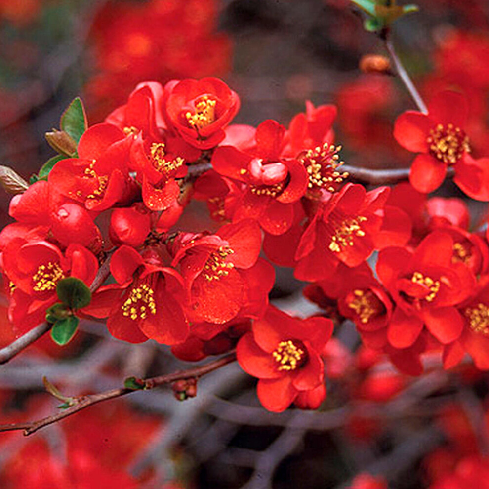 1 X CHAENOMELES 'CRIMSON & GOLD' JAPANESE QUINCE DECIDUOUS SHRUB PLANT IN POT