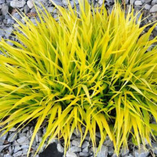 Hakonechloa macra All Gold (9cm)