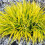 Gardeners Dream Hakonechloa macra All Gold (9cm) 1