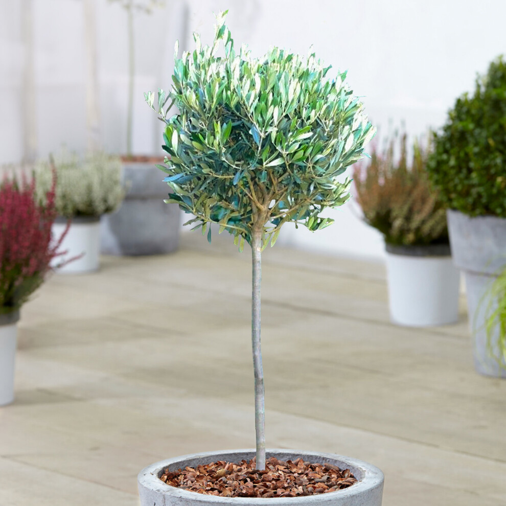 (1) Olive 'Olea Europa' Tree | Hardy Ornamental Potted Trees For Small Gardens 2-3Ft