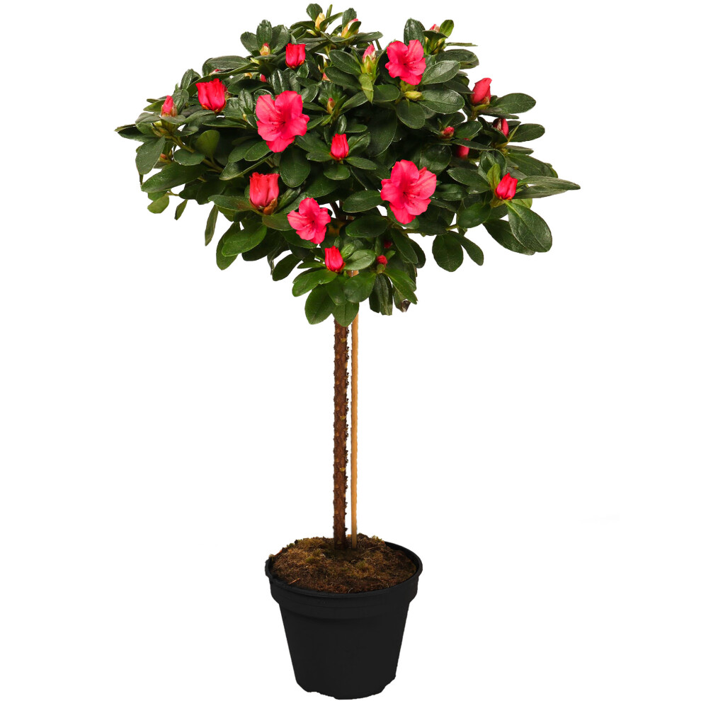 (Red) Azalea Japonica Tree | Trees For Small Gardens Border Patio Potted Plant | 2-3Ft