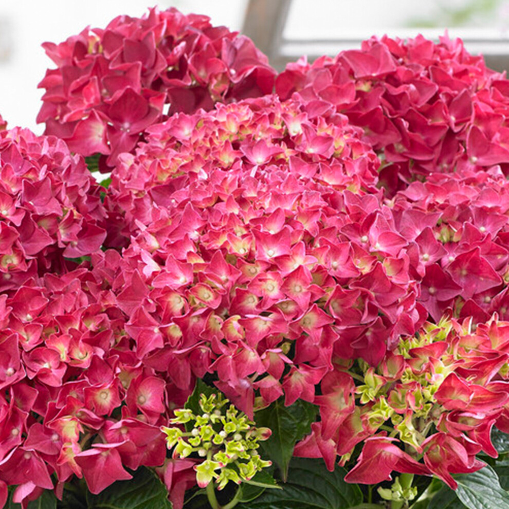 Gardeners Dream (Red) Hydrangea Garden Shrub Collection | Deciduous Vibrant Potted Plants | 30 - 50Cm