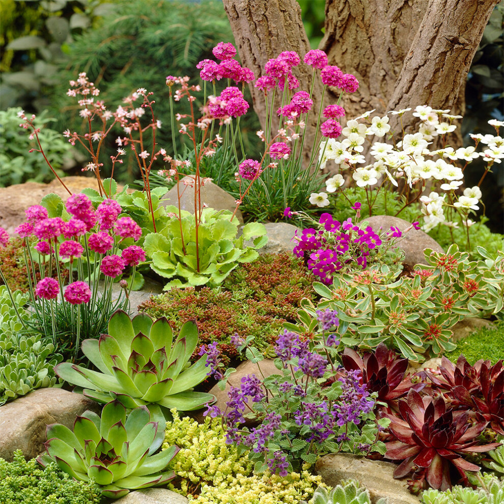 (3) Mixed Rockery Alpine Collection - Colourful Outdoor Potted Perennial Plant Mix