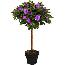 (Purple) Azalea Japonica Tree | Trees For Small Gardens Border Patio Potted Plant | 2-3Ft