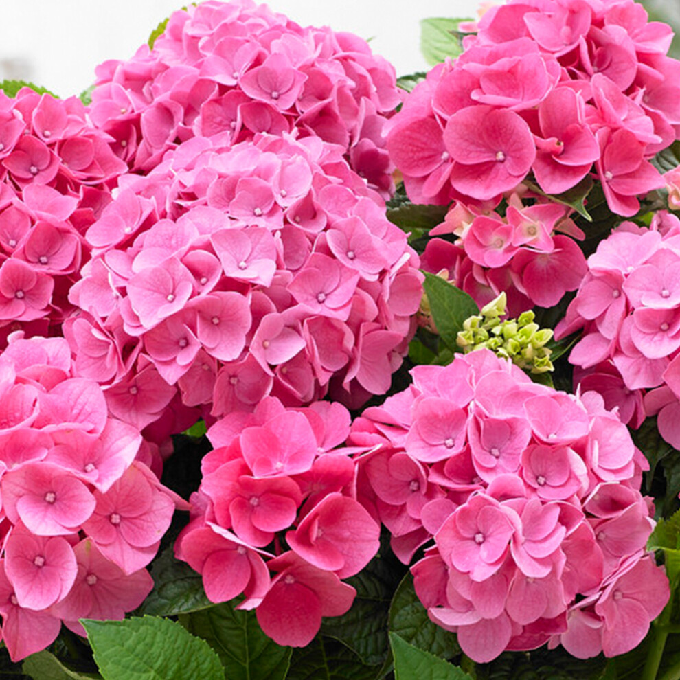 Gardeners Dream (Pink) Hydrangea Garden Shrub Collection | Deciduous Vibrant Potted Plants | 30 - 50Cm Pink